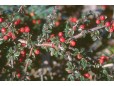 Cotoneaster dammeri